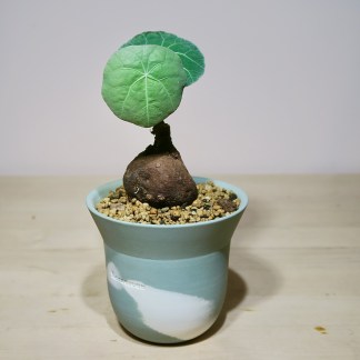 Stephania Kaweesakii Nova in Handcrafted Planter