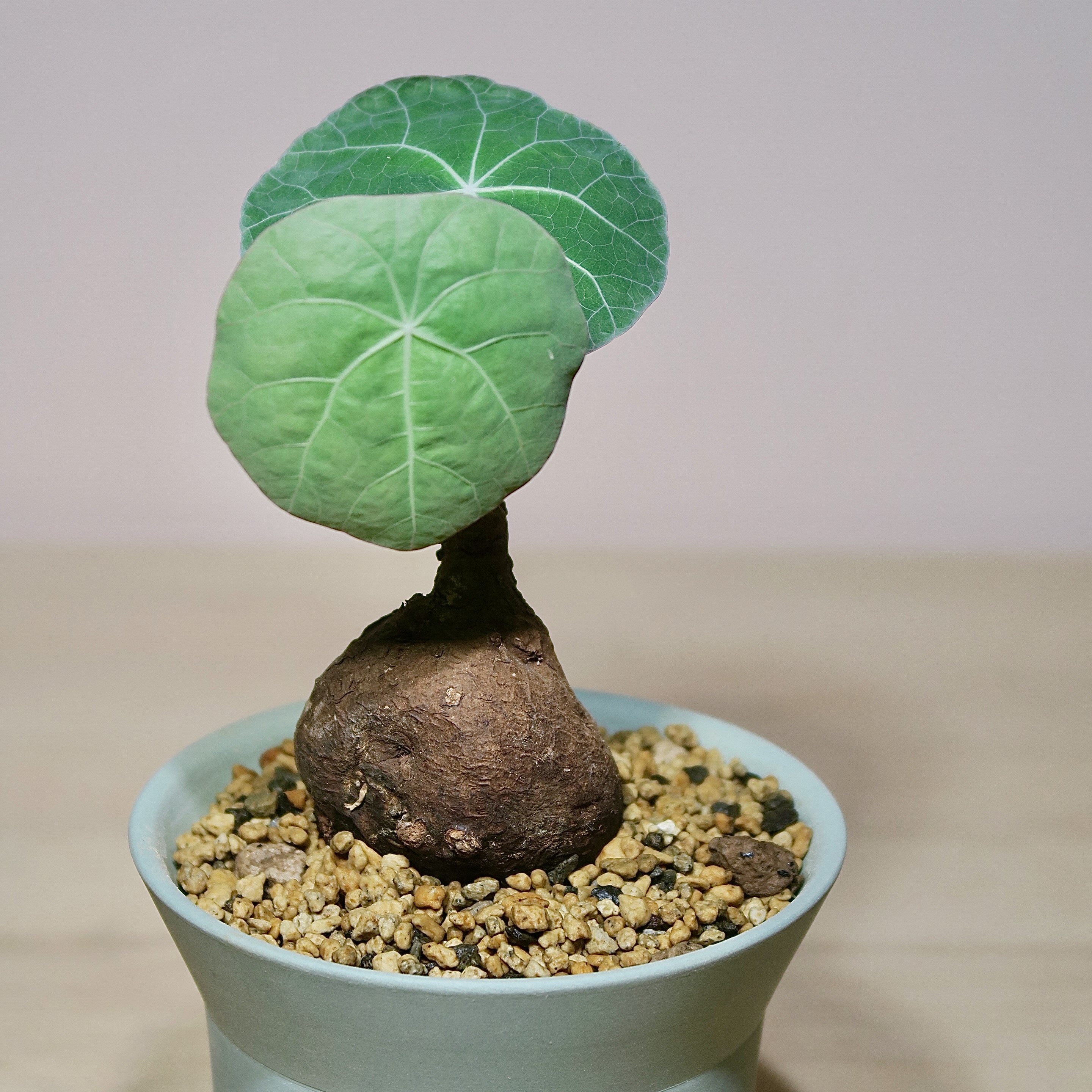 Stephania Kaweesakii Nova in Handcrafted Planter - Image 3