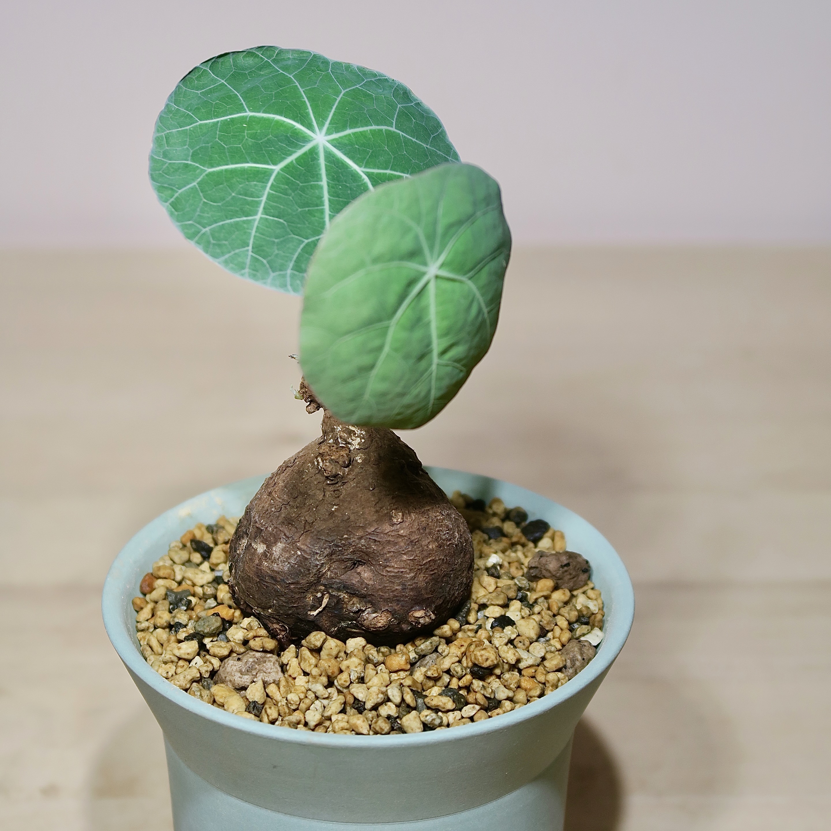 Stephania Kaweesakii Nova in Handcrafted Planter - Image 4