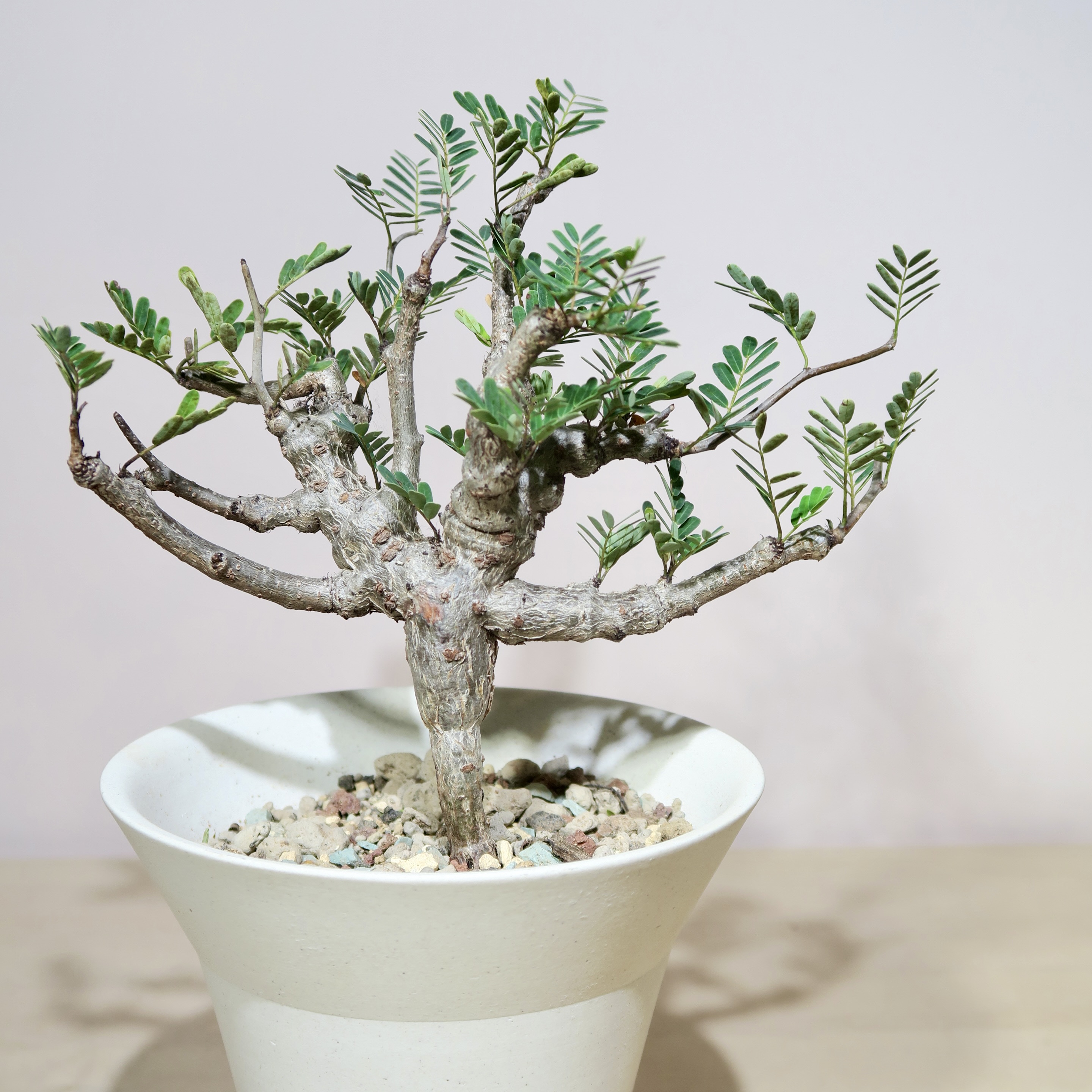 Senna Meridionalis in Raw Artisan Planter - Image 2