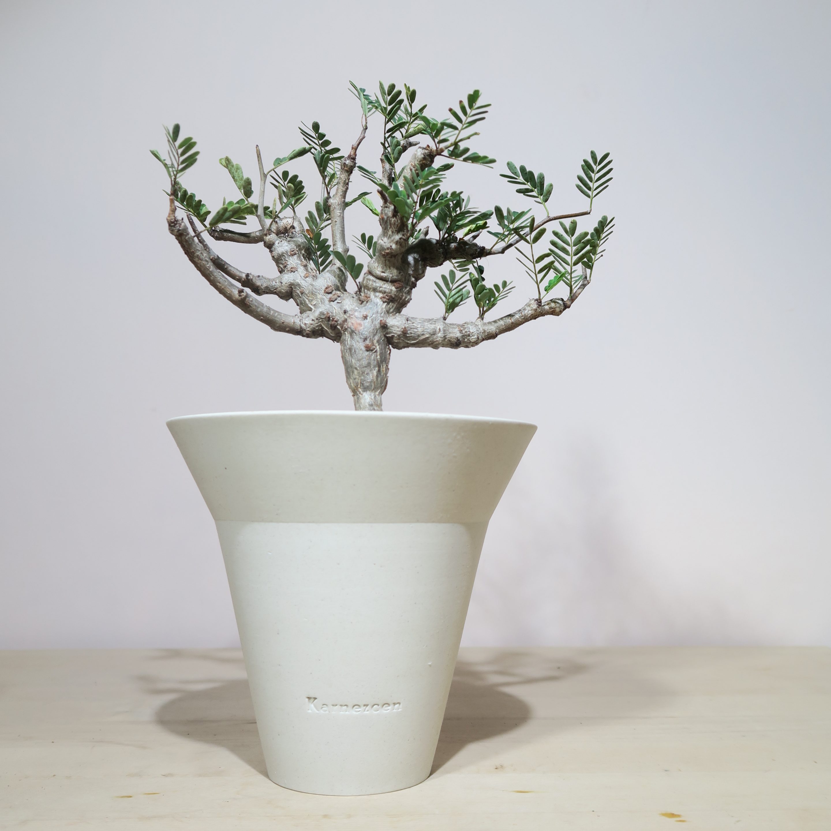 Senna Meridionalis in Raw Artisan Planter - Image 3