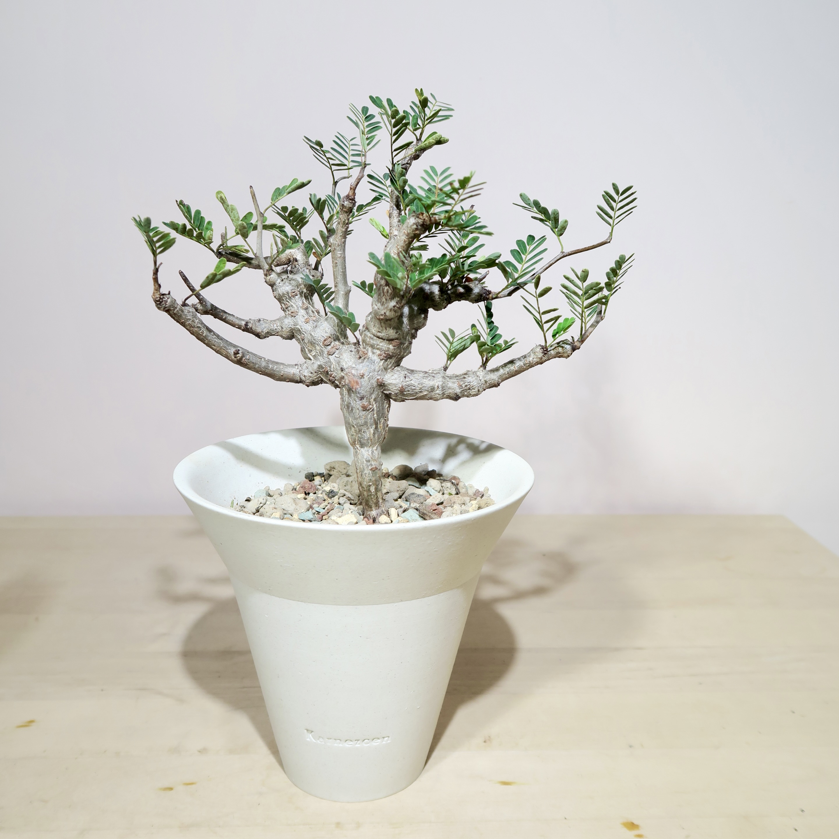 Senna Meridionalis in Raw Artisan Planter