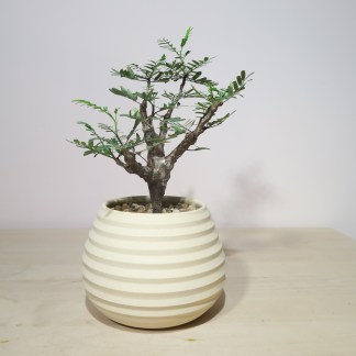 Senna Meridionalis in Raw Artisan Planter