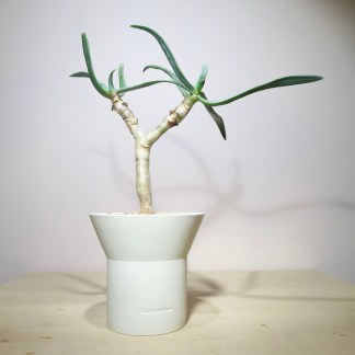 Aloe Ramosissima (L) in artisan planter