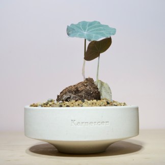 Stephania Kaweesakii Nova in Handcrafted Planter