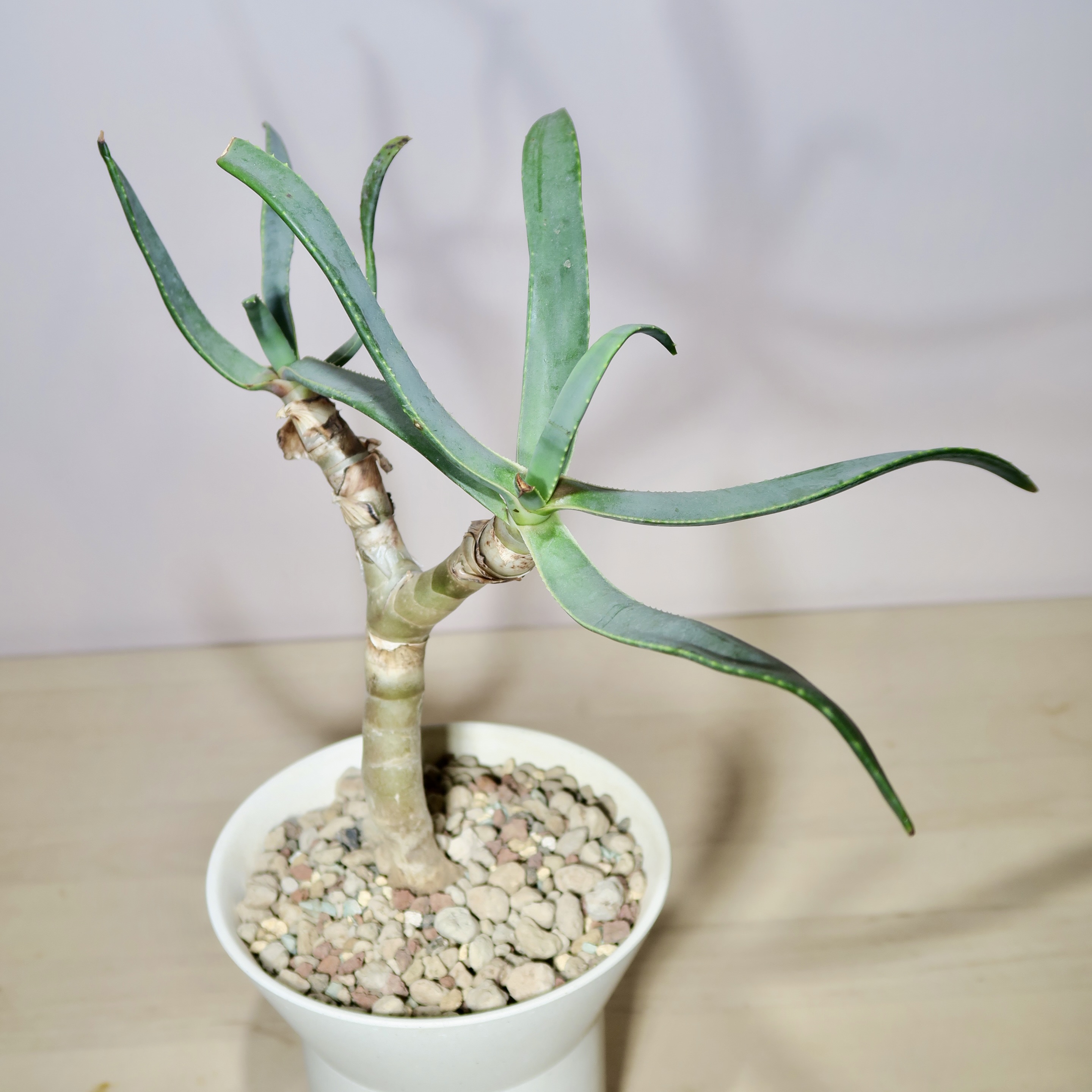 Aloe Ramosissima (L) in artisan planter - Image 3