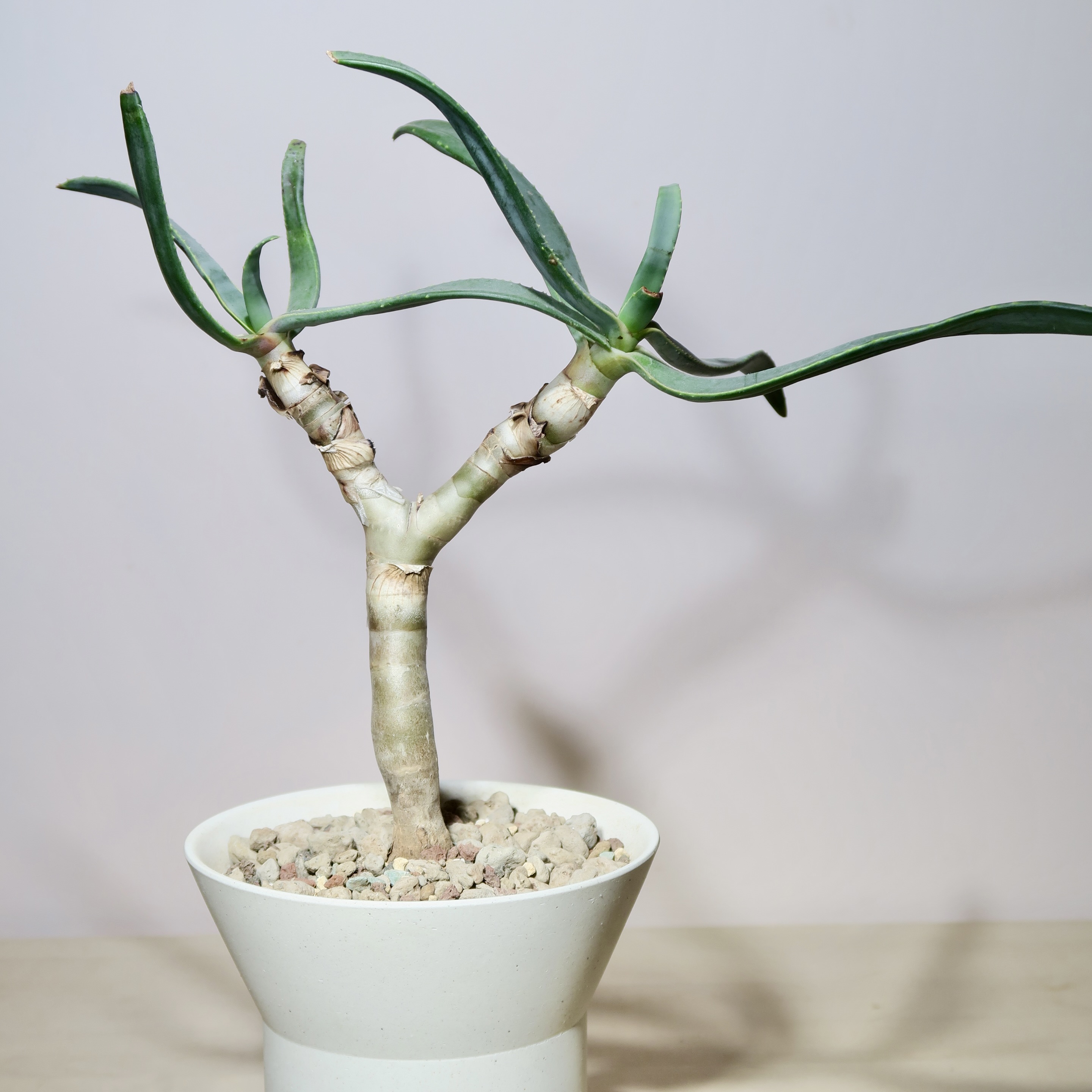 Aloe Ramosissima (L) in artisan planter - Image 2