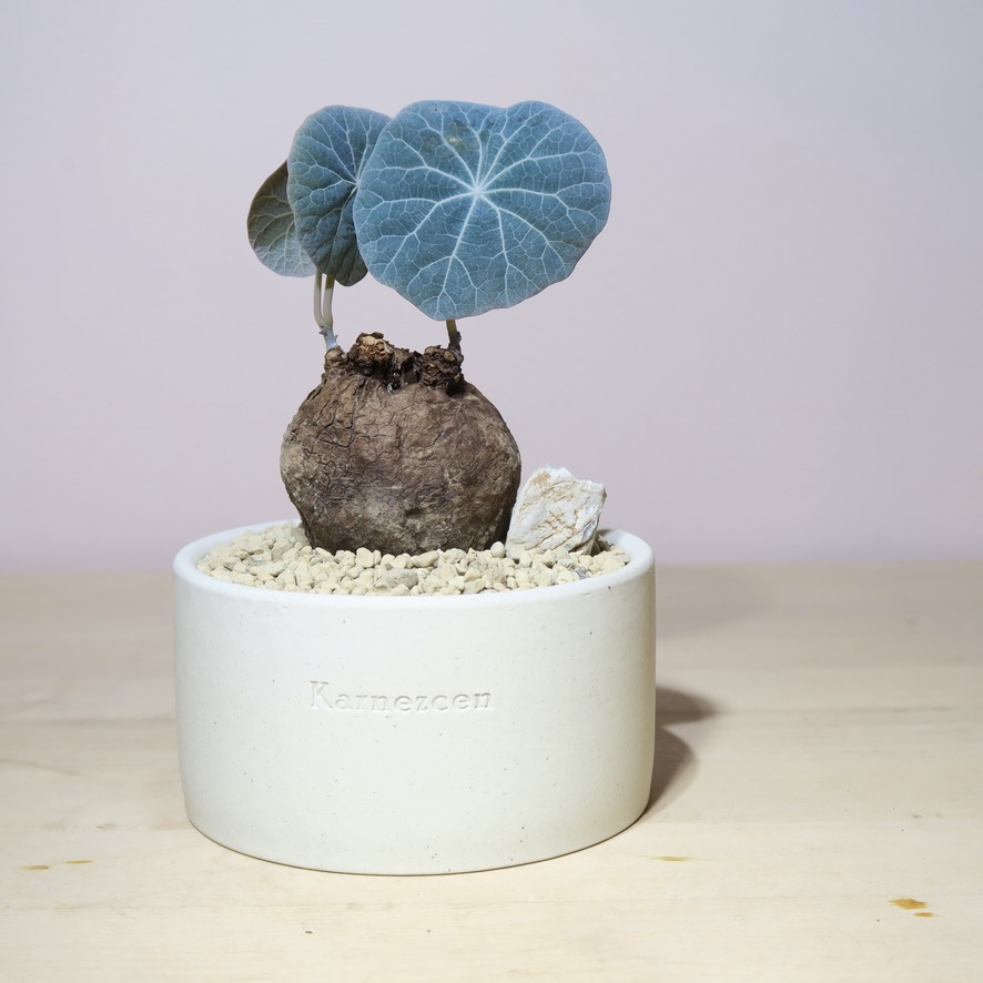 Stephania Kaweesakii Nova in Handcrafted Planter