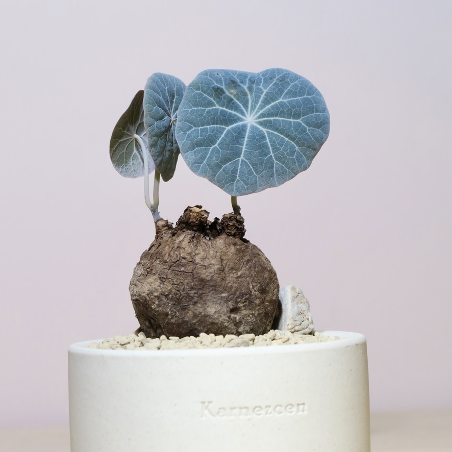 Stephania Kaweesakii Nova in Handcrafted Planter - Image 2