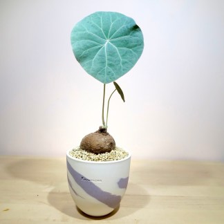 Stephania Kaweesakii Nova in Handcrafted Planter