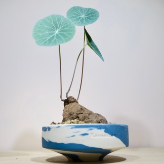 Stephania Kaweesakii Nova in Handcrafted Planter