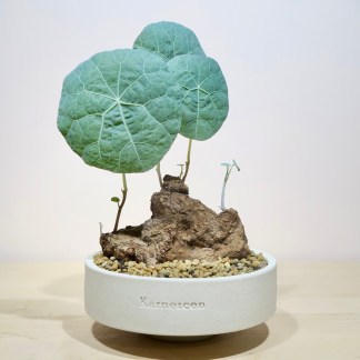 Stephania Kaweesakii Nova in Handcrafted Planter