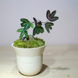 Passiflora Trifasciata moss creation in handcrafted korean planter
