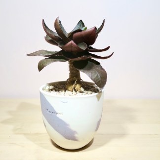 Euphorbia Francoisii Hybrid in Handcrafted Pot