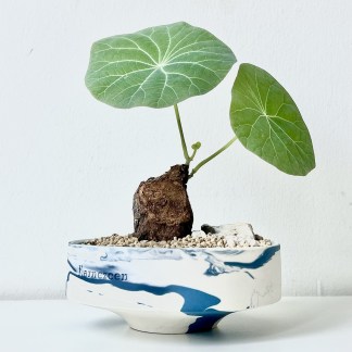 Stephania Kaweesakii Nova in Handcrafted Planter