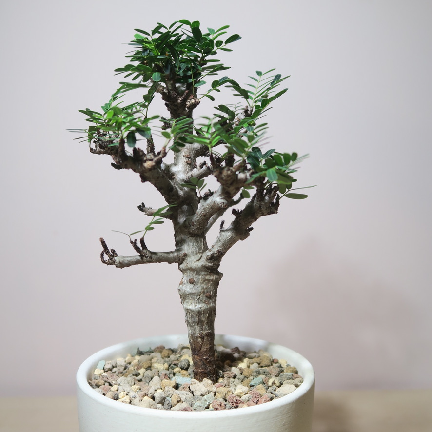 Senna Meridionalis in Raw Artisan Planter