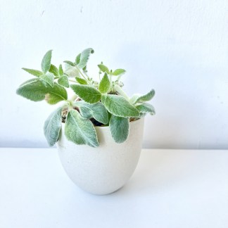 Sinningia Leucotricha 'bunny ears' in artisan pot