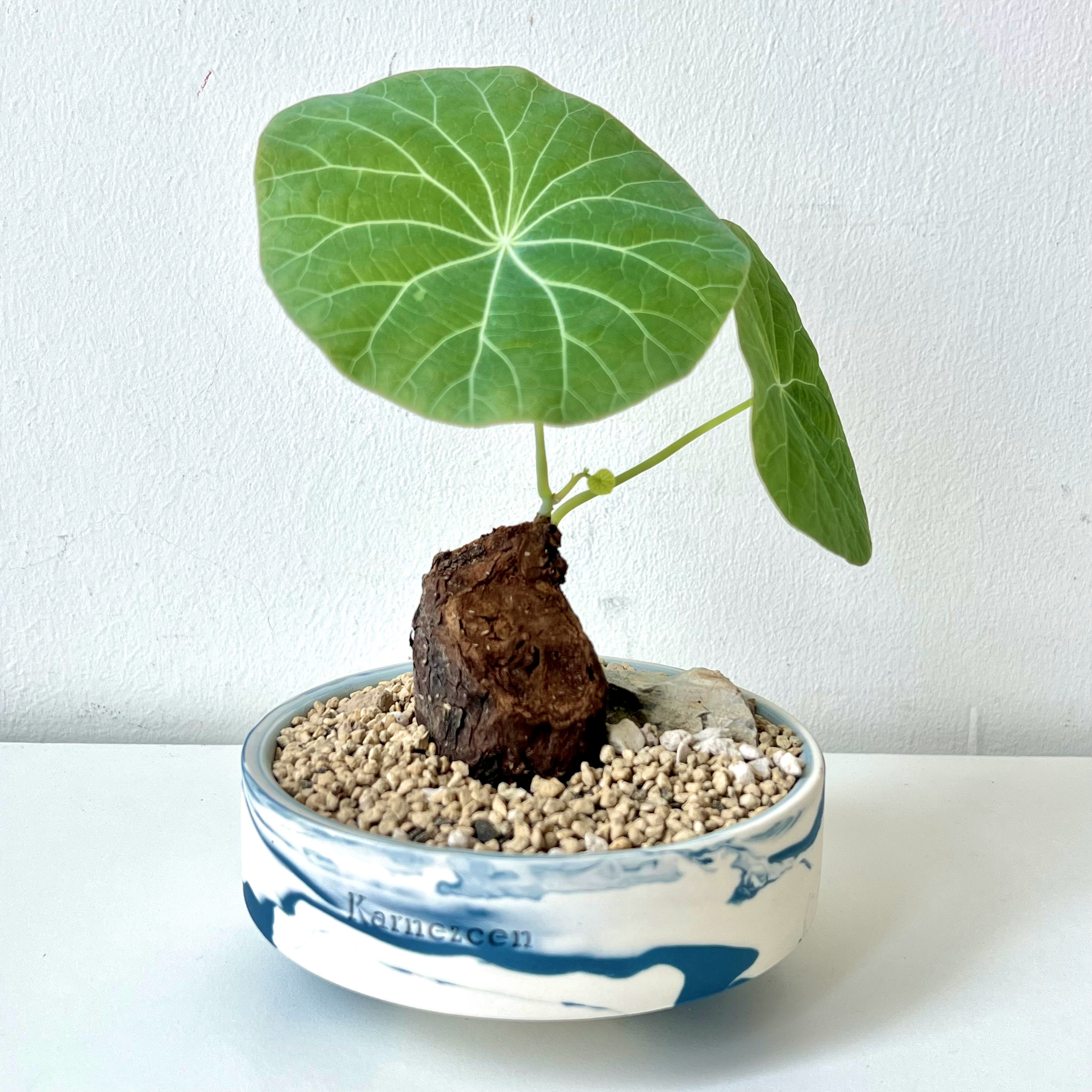 Stephania Kaweesakii Nova in Handcrafted Planter - Image 4