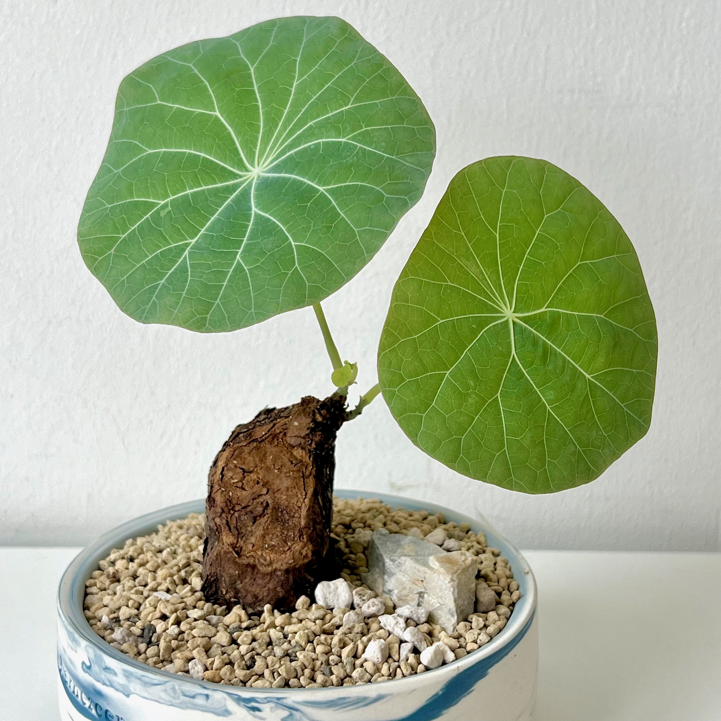 Stephania Kaweesakii Nova in Handcrafted Planter - Image 3