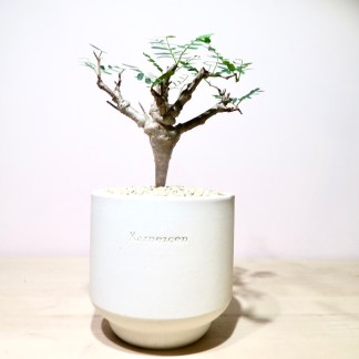 Senna Meridionalis in Korean Artisan Planter