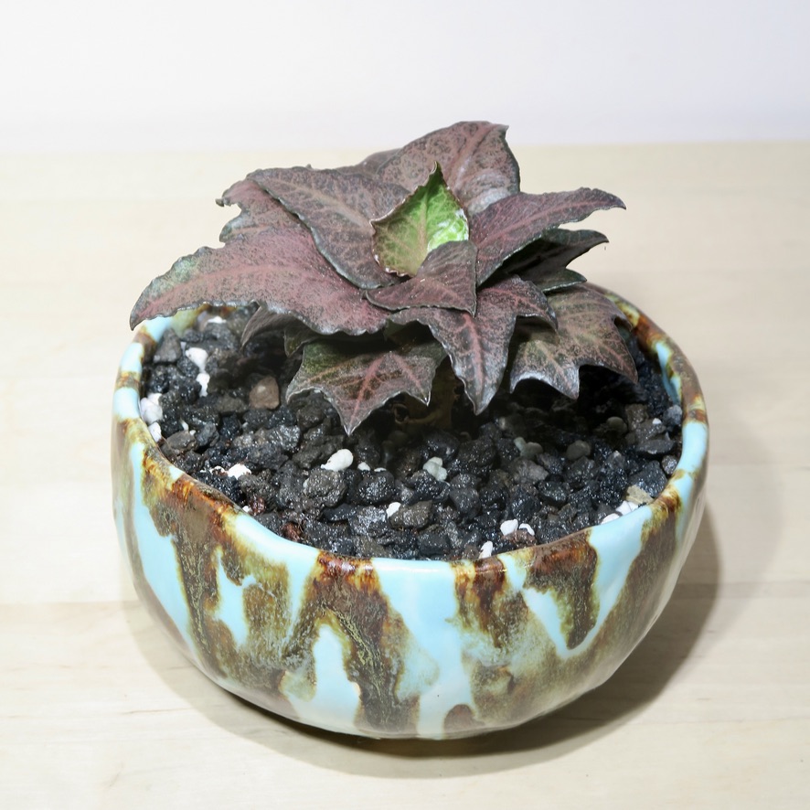 Euphorbia Francoisii: A Unique Madagascar Succulent