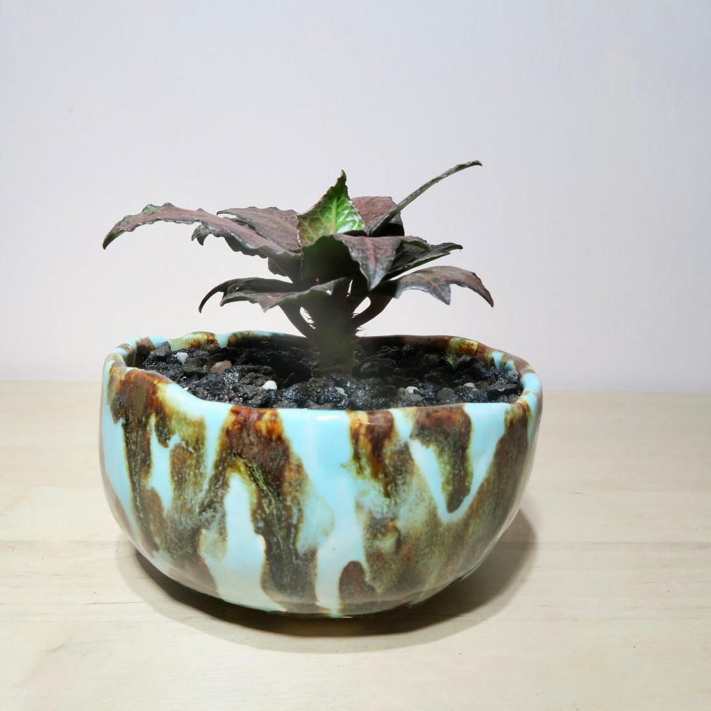 Euphorbia Francoisii Hybrid in Handcrafted Pot