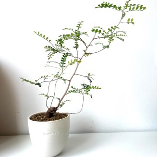 Operculicarya Decaryi