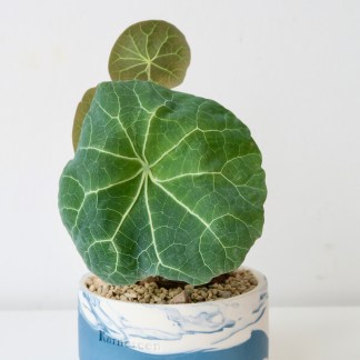 Stephania Kaweesakii Nova in Handcrafted Planter