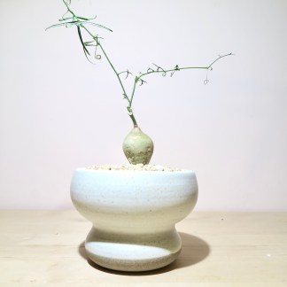 Adenia Kirkii in Katachi Artisan Pot