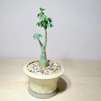 Adenia Glauca in Katachi Artisan Pot