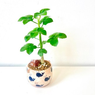 Jatropha Spicata in artisan whale pot