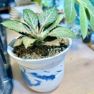 Euphorbia Francoisii Hybrid in Korean Artisan Pot