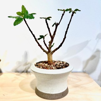 boswellia nana