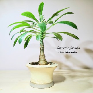 Dorstenia Foetida 'Little Giant'