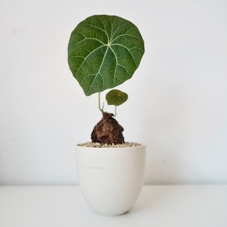 Stephania Kaweesakii Nova in artisan pot