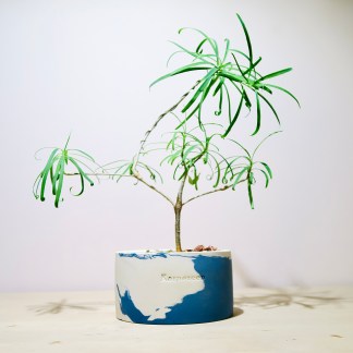 Euphobia Hedyotoides