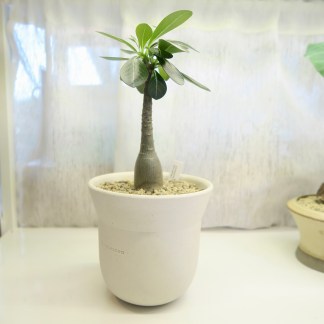 Adenium socotranum