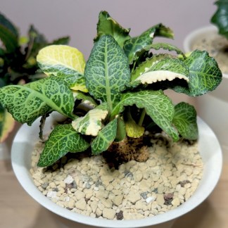 Euphorbia Francoisii in karnezcen pot