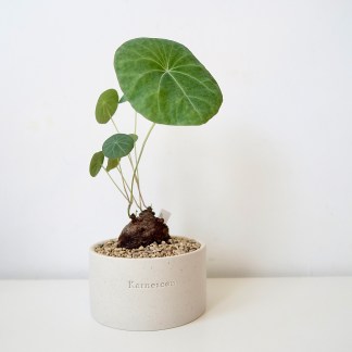 Stephania Kaweesakii Nova