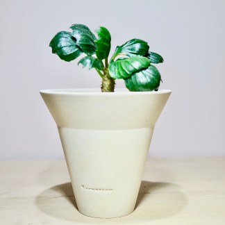 Euphorbia Francoisii Hybrid