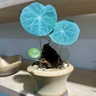 Stephania Kaweesakii Nova