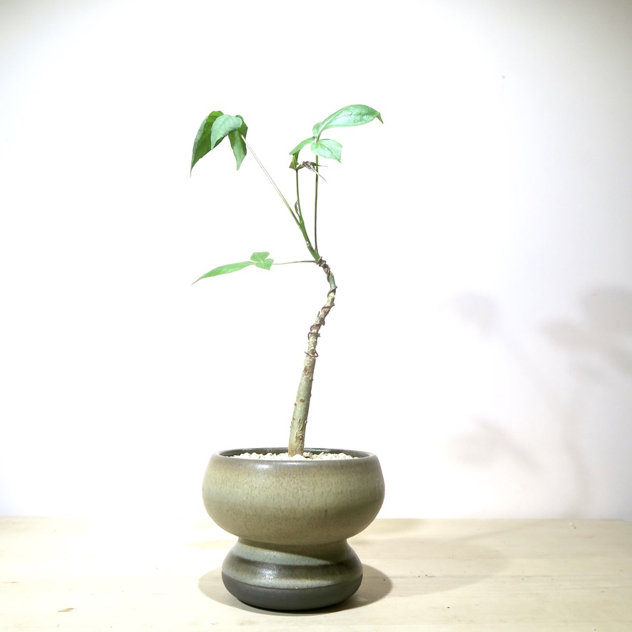 Commiphora Unilobato