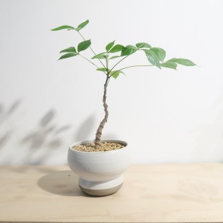 Commiphora Unilobato