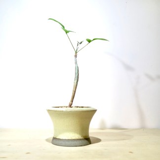 Commiphora Unilobato