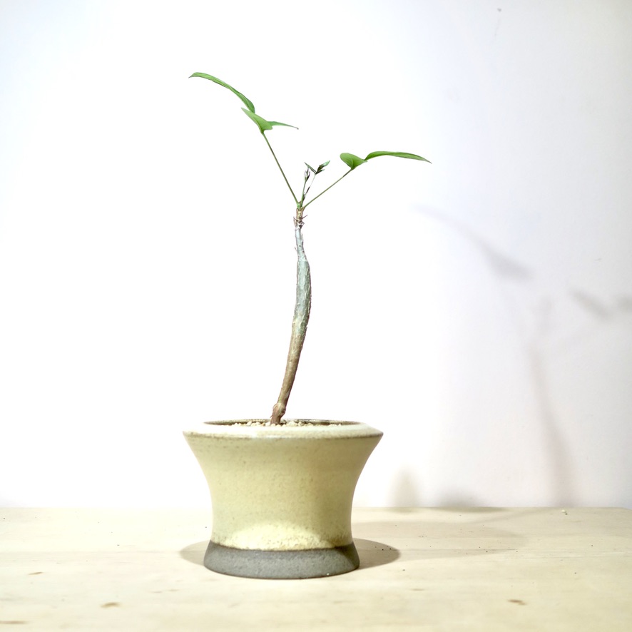 Commiphora Unilobato