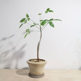 Commiphora Unilobato