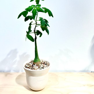 adenia glauca