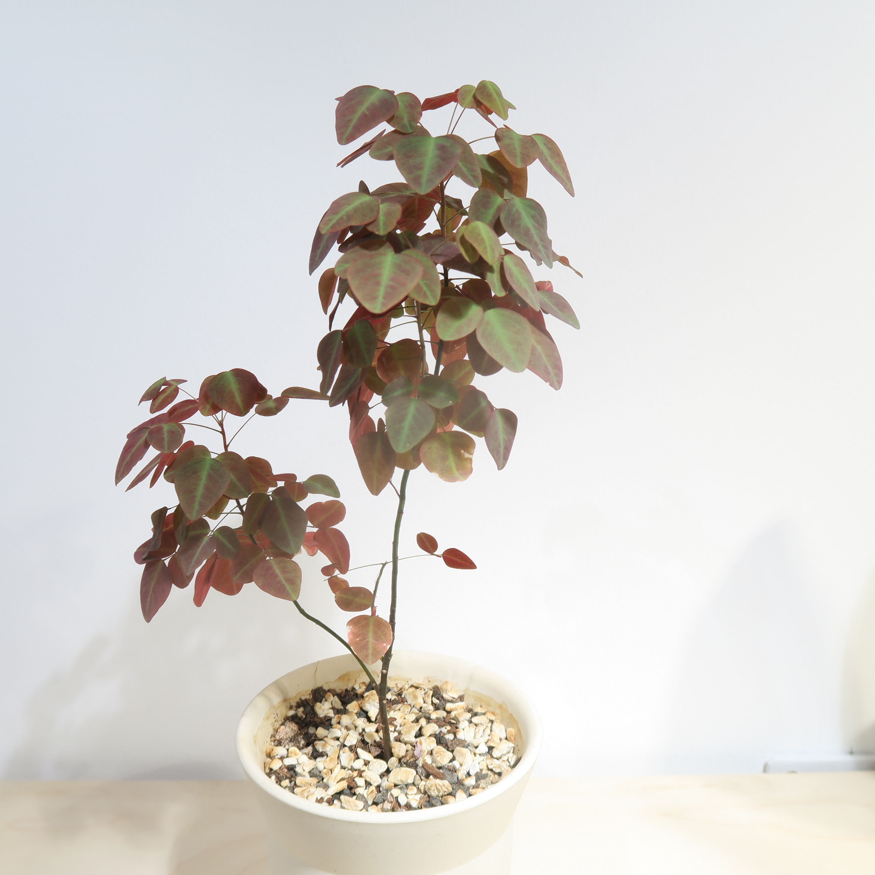 Oxalis Hedysaroides Fire Fern - Image 2