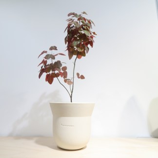 Oxalis Hedysaroides Fire Fern