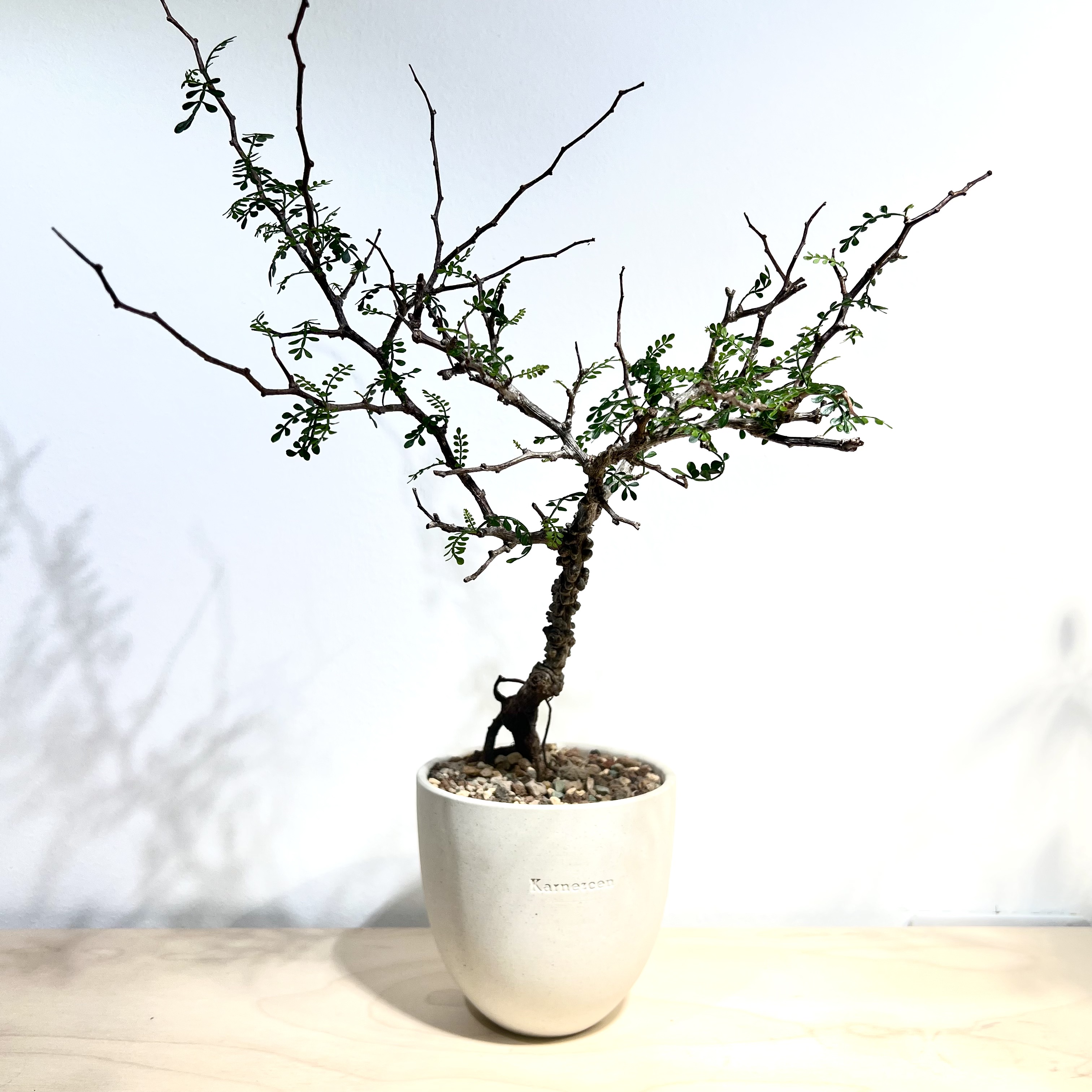 operculicarya pachypus